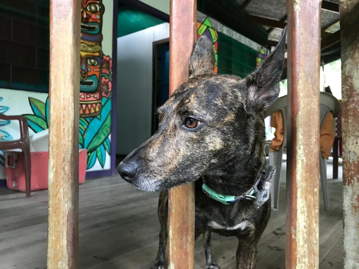 La Ruka Hostel Puerto Viejo de Talamanca 外观 照片